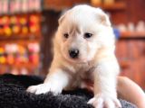Mükemmel Kalitede Samoyed Bebekler Için Acele Edin