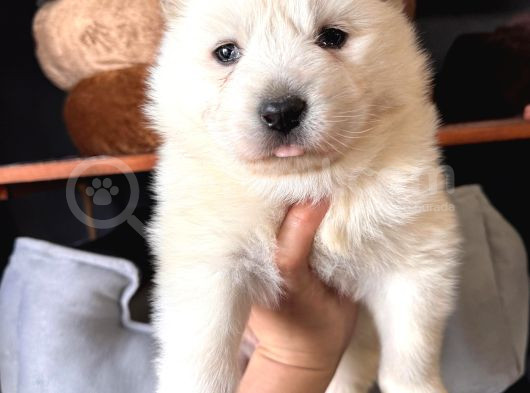 Mükemmel Kalitede Samoyed Bebekler Için Acele Edin görsel