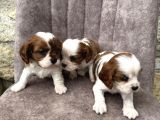King Charles Cavalier