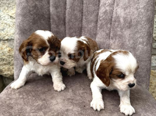 King Charles Cavalier görsel