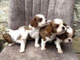 King Charles Cavalier