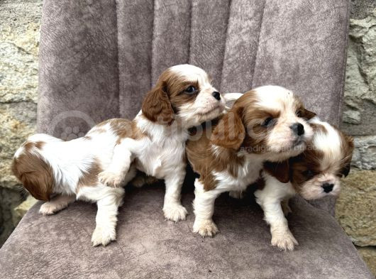 King Charles Cavalier görsel