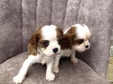 King Charles Cavalier