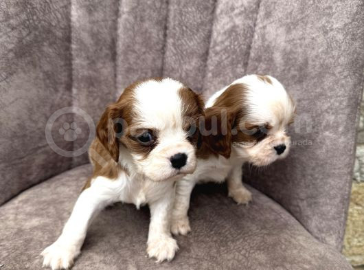 King Charles Cavalier görsel