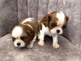 King Charles Cavalier