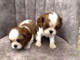 King Charles Cavalier