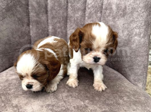 King Charles Cavalier görsel
