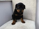 Üst kalite Rotweiler