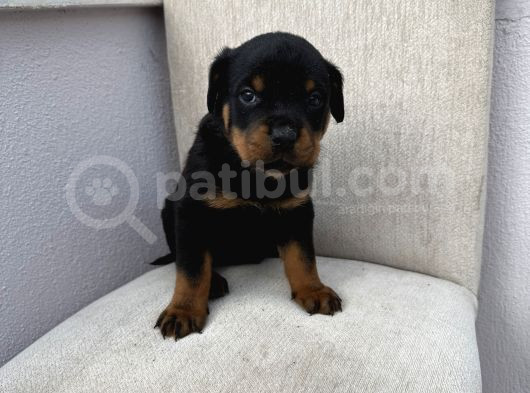 Üst Kalite Rotweiler