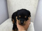 Üst Kalite Rotweiler