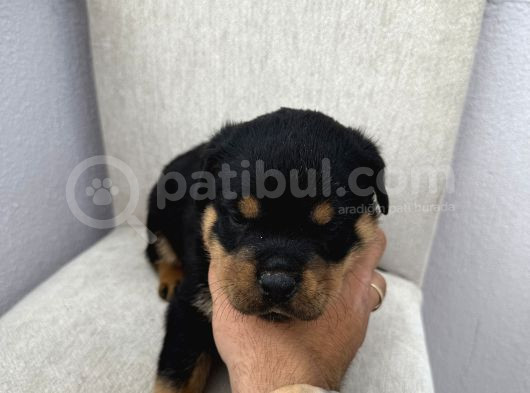 Üst Kalite Rotweiler görsel