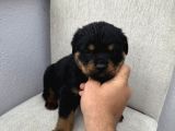 Üst Kalite Rotweiler