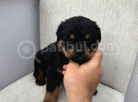 Üst Kalite Rotweiler görsel