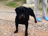 Üst Kalite Rotweiler
