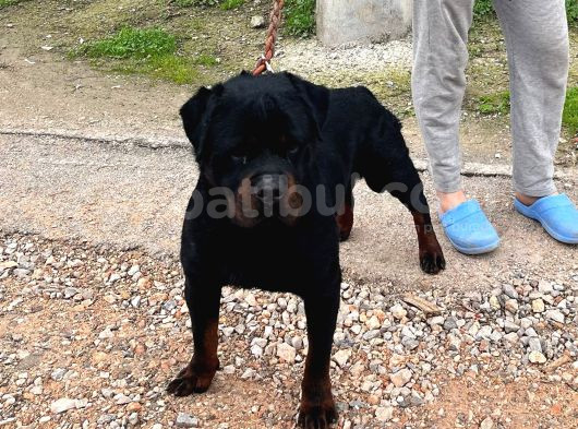 Üst Kalite Rotweiler görsel