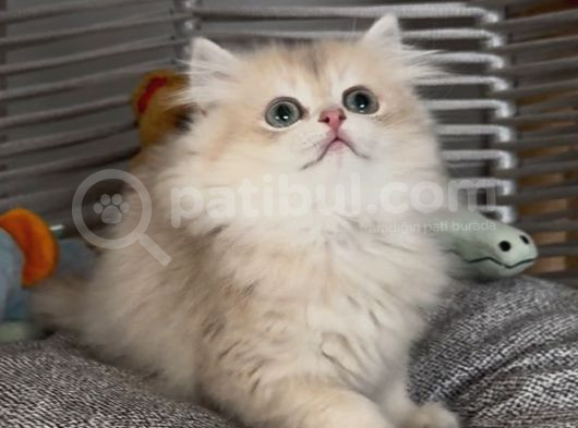 Sevimli Ve Yakışıklı Bir British Golden Bebek görsel