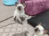 2 Aylık Safkan Siyam Yavruları