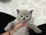 Scottish fold ve British shorthair dişi yavru