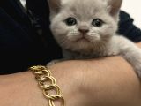 Scottish Fold Ve British Shorthair Dişi Yavru
