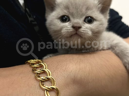 Scottish Fold Ve British Shorthair Dişi Yavru görsel