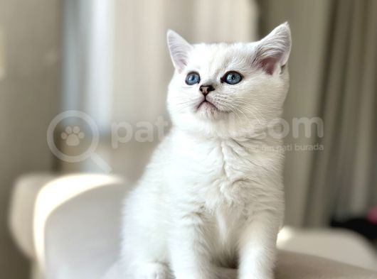 Lynx Poi̇nt Yavrumuz Yuvasini Ariyor