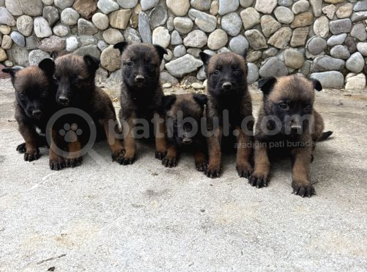 Üst Kalite Belçika Malinos Yavrular görsel
