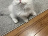 British Longhair Cy Ay 1133 03 Erkek