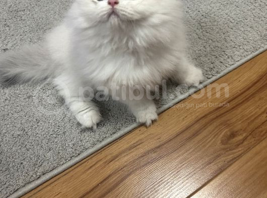 British Longhair Cy Ay 1133 03 Erkek görsel