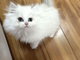 British longhair cy ay 1133 03 erkek