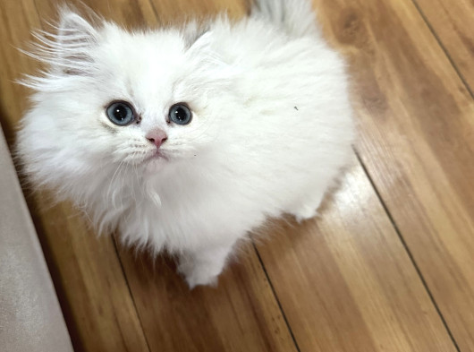 British Longhair Cy Ay 1133 03 Erkek