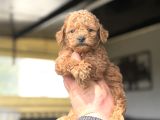 MUHTEŞEM KALİTE TOY POODLE BEBEKLER