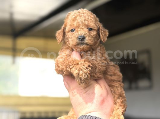 Muhteşem Kali̇te Toy Poodle Bebekler