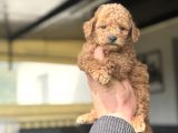 Muhteşem Kali̇te Toy Poodle Bebekler