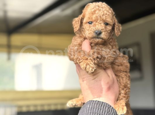 Muhteşem Kali̇te Toy Poodle Bebekler görsel