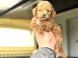 Sevi̇mli̇ Poodle Bebekleri̇mi̇z