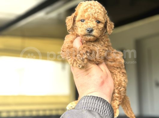 Sevi̇mli̇ Poodle Bebekleri̇mi̇z görsel
