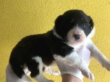 Burkem ailesinden a kalite border collie bebekşerimiz
