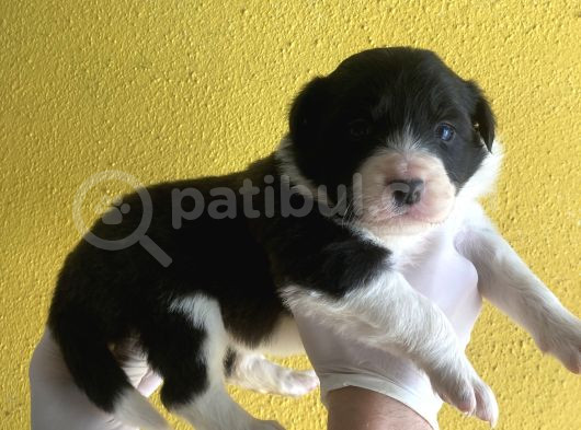 Burkem Ailesinden A Kalite Border Collie Bebekşerimiz
