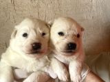 Burkem ailesinden hayat dostunuz golden retriever bebeklerim