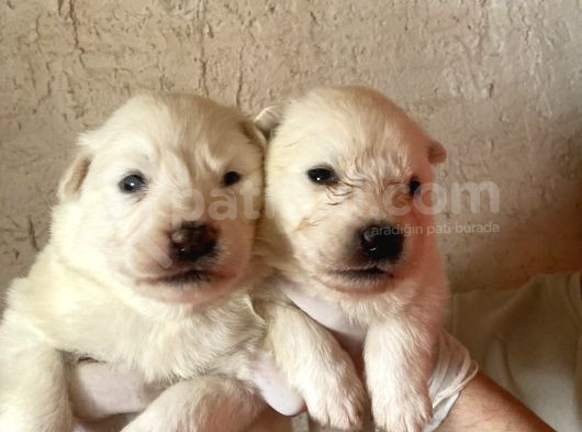 Burkem Ailesinden Hayat Dostunuz Golden Retriever Bebeklerim