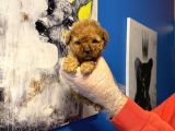 Ruhsatli Çi̇ftli̇kten Tea Cup Poodle Yavrulari