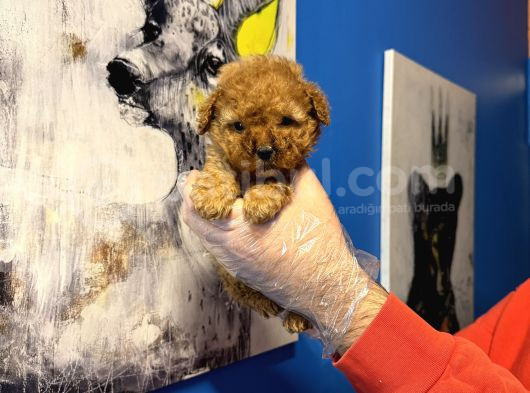 Ruhsatli Çi̇ftli̇kten Tea Cup Poodle Yavrulari görsel