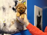 Ruhsatli Çi̇ftli̇kten Tea Cup Poodle Yavrulari