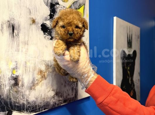 Ruhsatli Çi̇ftli̇kten Tea Cup Poodle Yavrulari görsel
