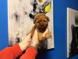 RUHSATLI ÇİFTLİKTEN TEA CUP POODLE YAVRULARI