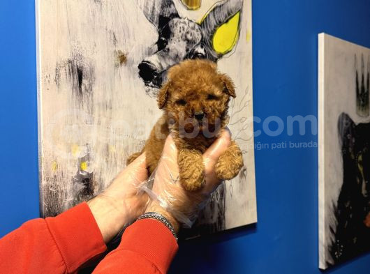Ruhsatli Çi̇ftli̇kten Tea Cup Poodle Yavrulari