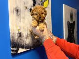 Ruhsatli Çi̇ftli̇kten Tea Cup Poodle Yavrulari