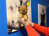 Ruhsatli Çi̇ftli̇kten Tea Cup Poodle Yavrulari