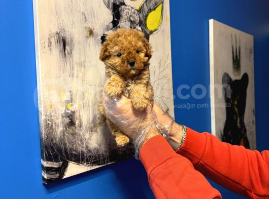 Ruhsatli Çi̇ftli̇kten Tea Cup Poodle Yavrulari görsel