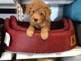 OYUNCAK SURAT RED TOY POODLE YAVRULARI